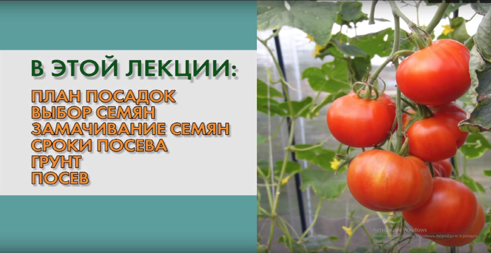 Урожайность томата столыпин. Мичурин томаты. Мичурин помидор. Лекции для садоводов.